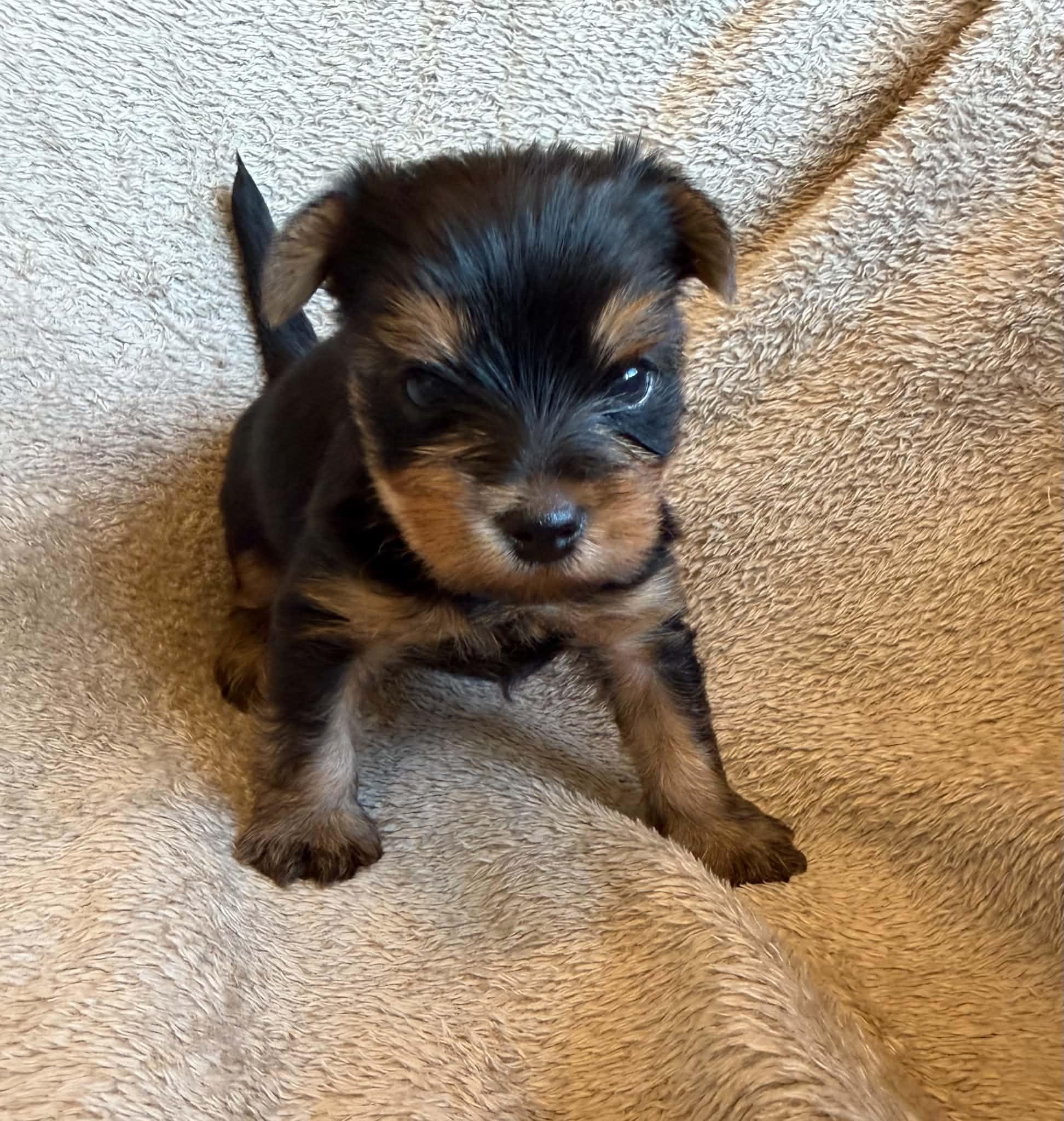 Yorkshireterrier jätte hane