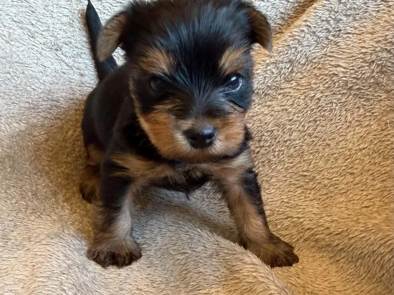 Yorkshireterrier jätte hane