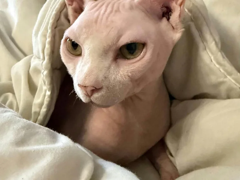 Sphynx elf katt 