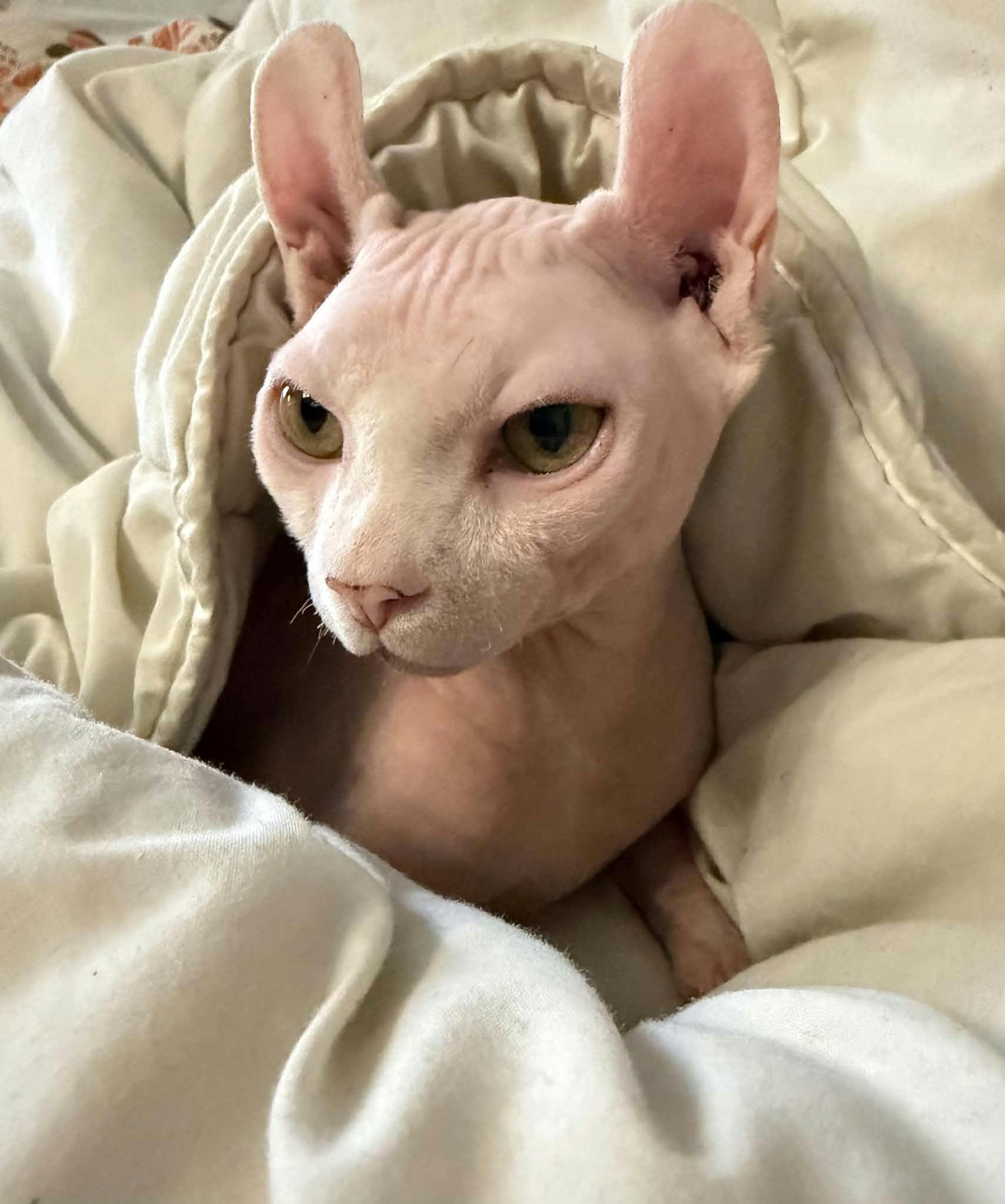 Sphynx elf katt  – bild 1 av 2