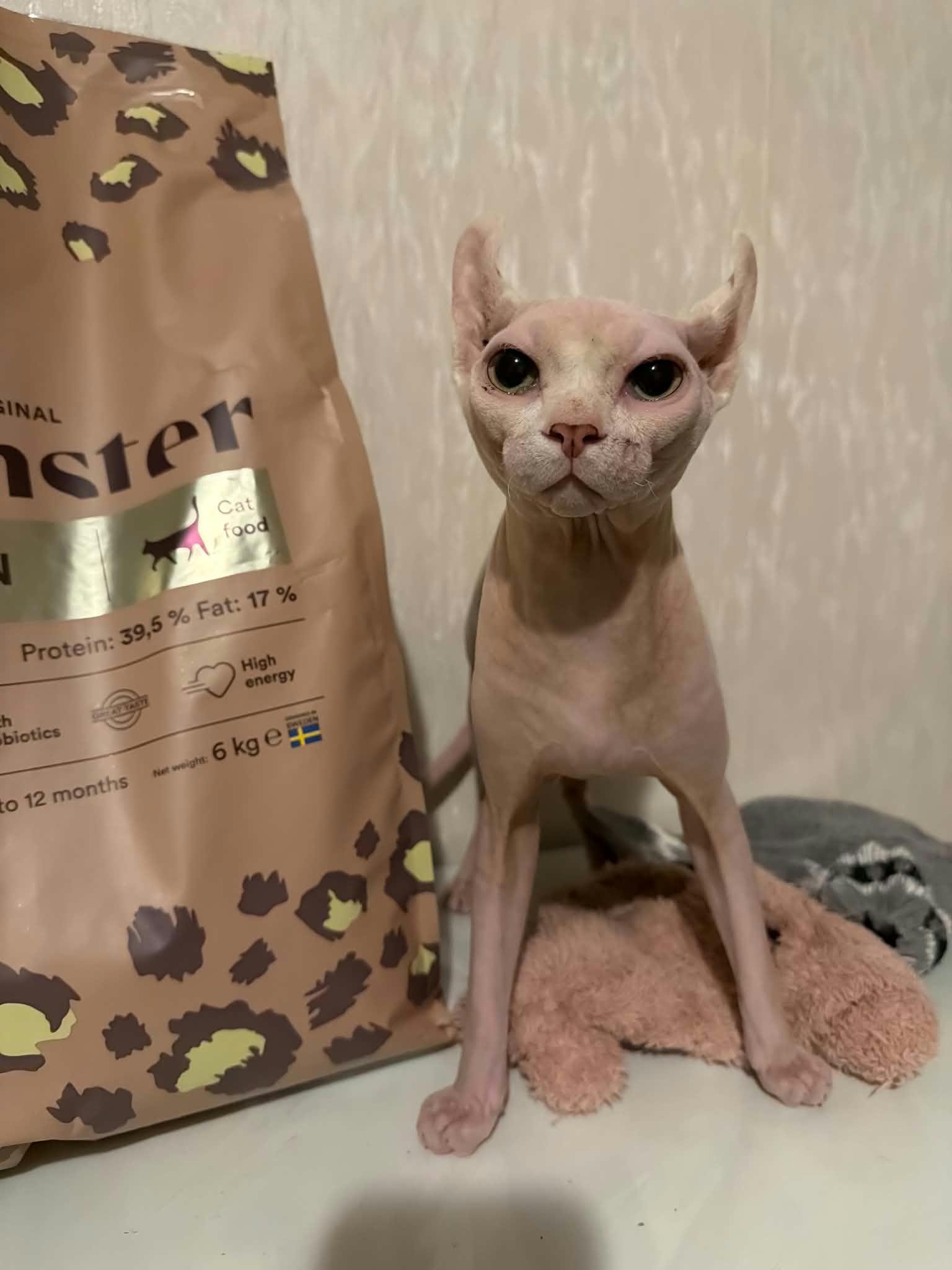 Sphynx elf katt  – bild 2 av 2