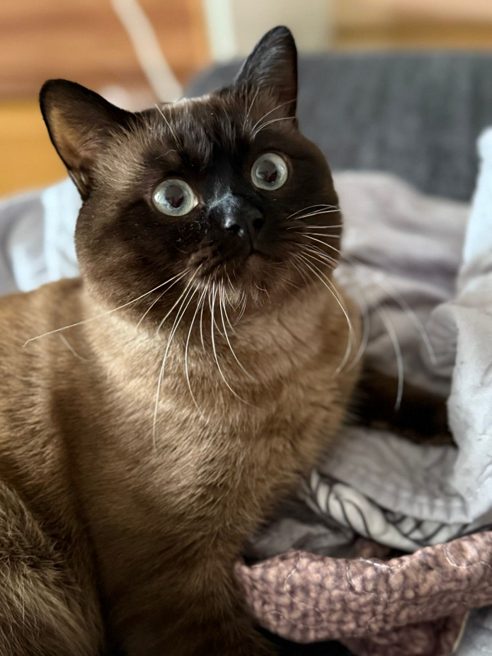 Siames tillgänglig för avel