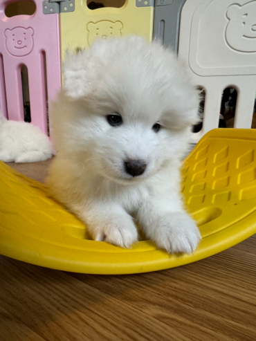 Samojed, valp SKK-reg