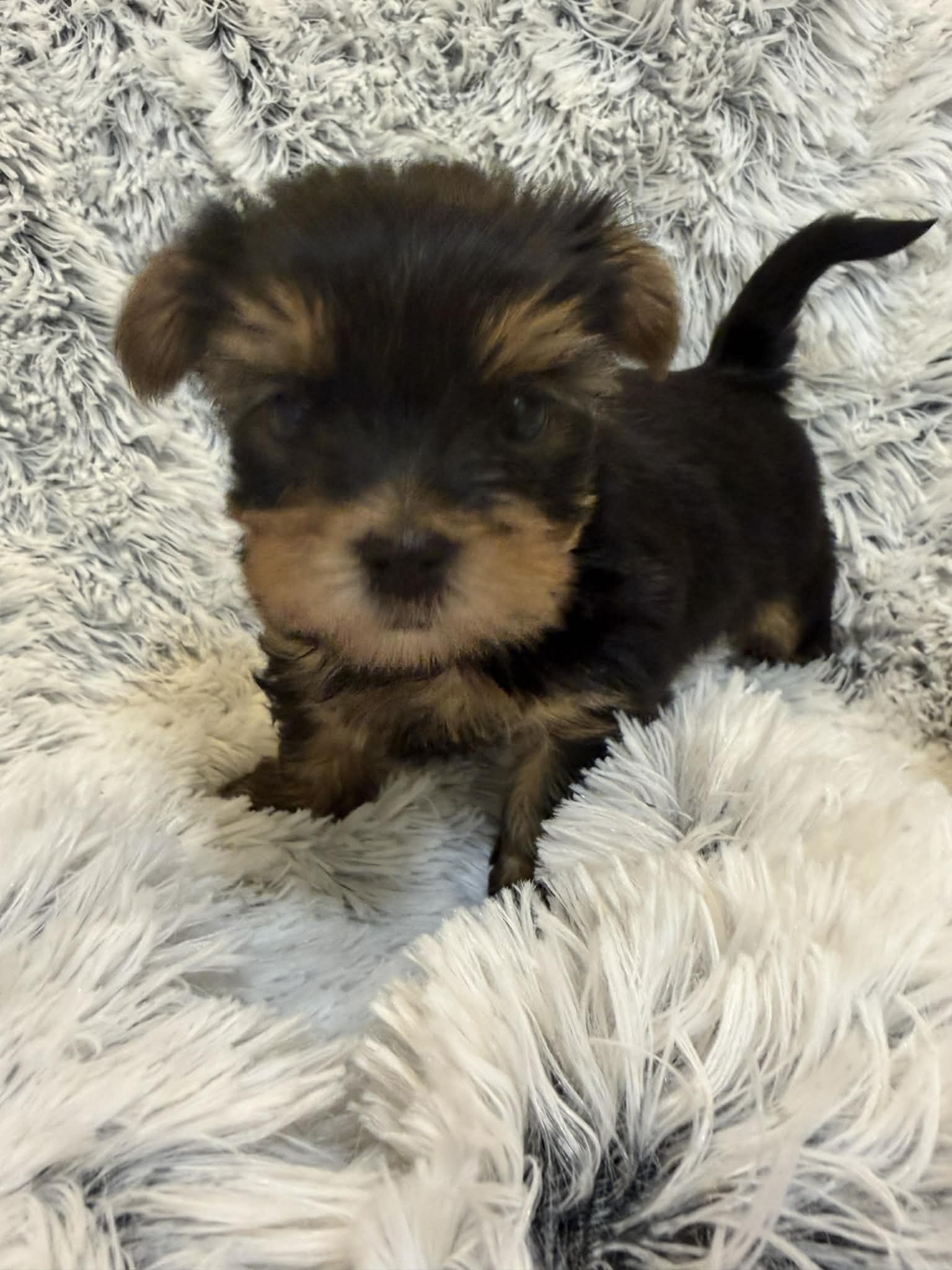 Yorkshireterrier